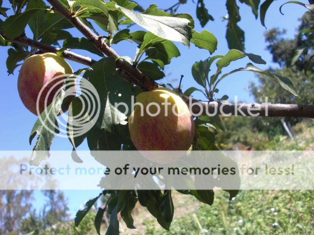 flavor grenade pluot photo orchardpics064.jpg